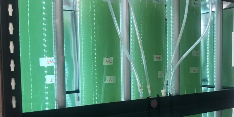 Microalgas endémicas capaces de descontaminar aguas residuales de las industrias.