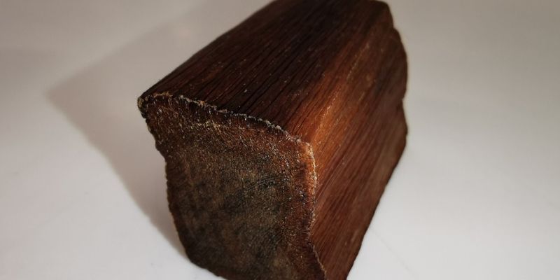 UdeMedellín creó con éxito un proceso para mejorar la calidad de la madera del árbol Sande.