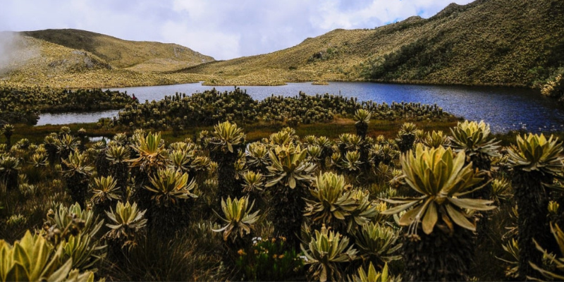 Los páramos están amenazados por el cambio climático y los incendios.