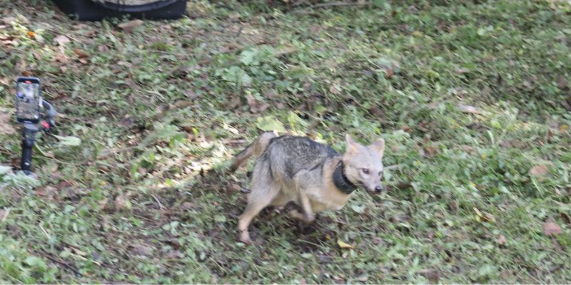 Zorro perro liberado en la UdeMedellín.