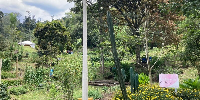 Bosque modelo web