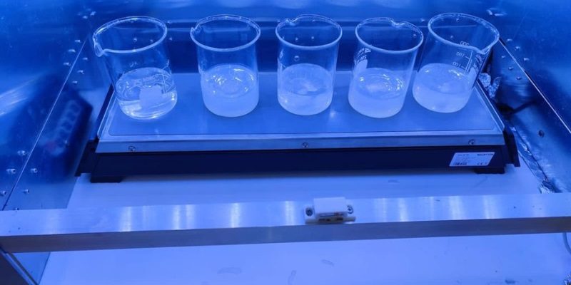 bacterias web