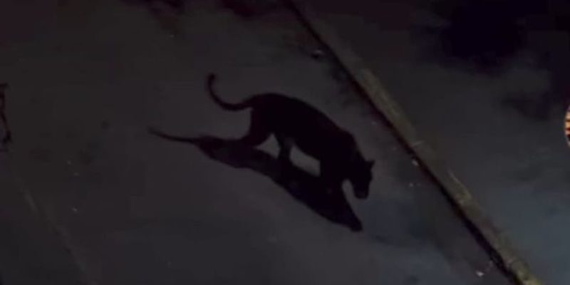 puma